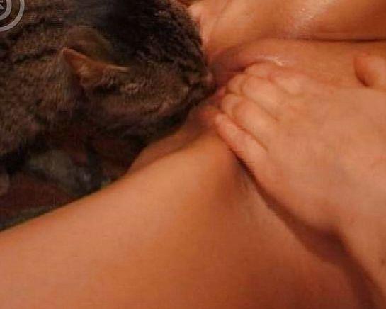 Will cats lick pussy
